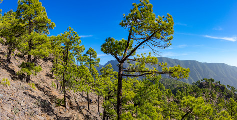 La Palma: Rundwanderung zum Pico Bejenado in der Caldera de Taburiente - Panorama © Frank Lambert