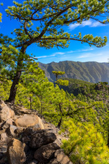 La Palma: Rundwanderung zum Pico Bejenado in der Caldera de Taburiente - Kiefern im Gegenlicht