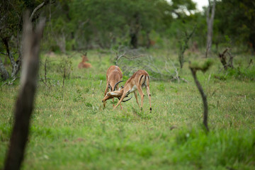 fighting male impala in the summer season