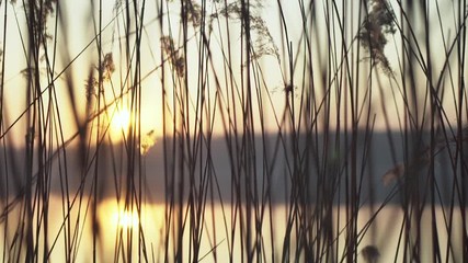 Colorful landscape of sunrise on lake in spring through stems of reed. Smooth vertical panning. - Powered by Adobe