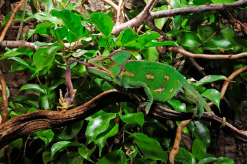 jagendes Chamäleon / hunting Chameleon - Veiled chameleon / Jemenchamäleon (Chamaeleo calyptratus) © bennytrapp