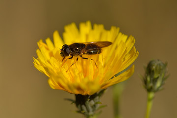 Schwebfliege auf Habichtskraut	