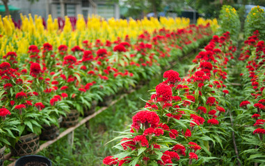 Fototapeta na wymiar Flowers garden in Sadec town, Dong Thap province, Vietnam 