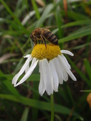bee on flower