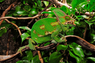 fressendes Chamäleon / feeding Chameleon - Veiled chameleon / Jemenchamäleon (Chamaeleo...