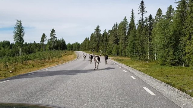 Reindeer Rentier auf Strasse Lappland Schweden