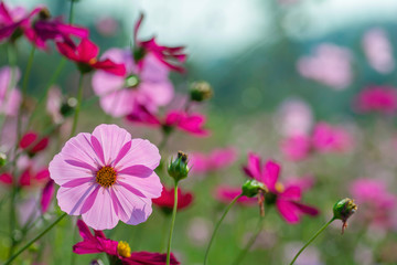 field of Pink cosmos flowers
