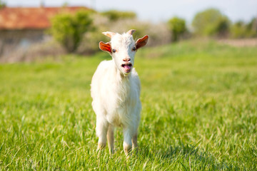 A young goat grazes in a meadow. Little goat portrait. Goat on a pasture