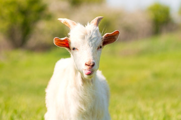 A young goat grazes in a meadow. Little goat portrait. Goat on a pasture