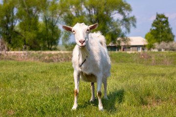 Goat on the green summer meadow. White goat outdoor on yard. Goat on a pasture. Portrait of a bearded goat