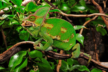 fressendes Chamäleon / feeding Chameleon - Veiled chameleon / Jemenchamäleon (Chamaeleo...