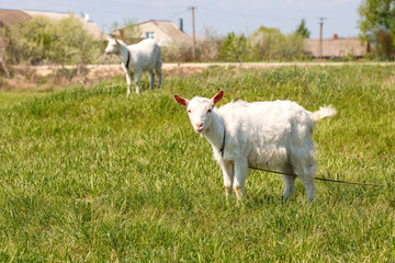 Obraz na płótnie Canvas A young goat grazes in a meadow. Little goat portrait. Goat on a pasture