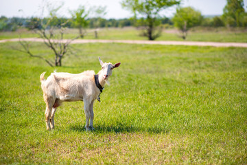 Goat on the green summer meadow. Young goat eating grass in the yard.  Goat on a pasture