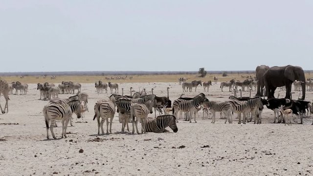 Crowded waterhole with Elephants, zebras, springbok and oryx. Etosha national Park, Ombika, Kunene, Namibia. Safari wildlife, many animal in one place