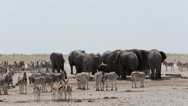Crowded waterhole with Elephants, zebras, springbok and oryx. Etosha national Park, Ombika, Kunene, Namibia. Safari wildlife, many animal in one place