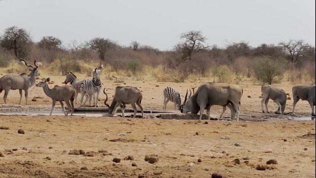 herd of common eland kudu and zebra drinking from waterhole, Etosha national Park, Ombika, Kunene, Namibia. True wildlife photography