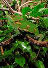  Chamäleon im Terrarium, Jemenchamäleon, Männchen (Chamaeleo calyptratus) Veiled chameleon, male © bennytrapp