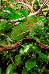  Chamäleon im Terrarium, Jemenchamäleon, Männchen (Chamaeleo calyptratus) Veiled chameleon, male © bennytrapp