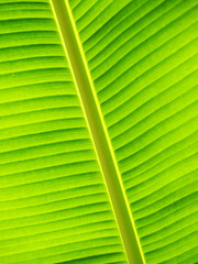 texture of banana leaf 