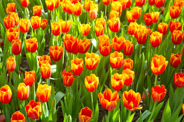 Orange tulip flowers in spring blooming blossom scene.