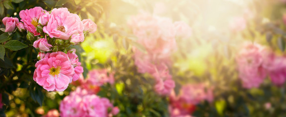 Mysterious fairy tale spring floral wide panoramic banner with fabulous blooming pink rose flowers summer garden on blurred sunny bright shiny glowing background and copy space - Powered by Adobe