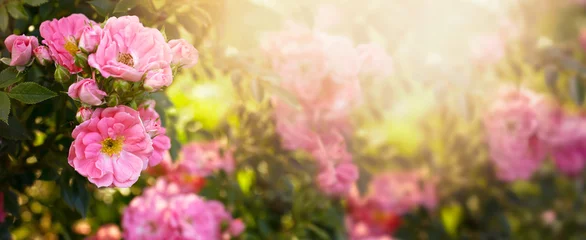 Fototapeten Mysteriöses Märchenfrühlingsblumen-breites Panoramabanner mit fabelhaft blühendem rosa Rosenblumensommergarten auf unscharfem sonnigem hell glänzendem leuchtendem Hintergrund und Kopienraum © julia_arda