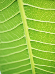 green tree leaf
