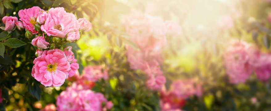 Mysterious fairy tale spring floral wide panoramic banner with fabulous blooming pink rose flowers summer garden on blurred sunny bright shiny glowing background and copy space