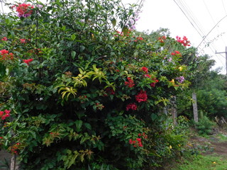 flowers in the garden