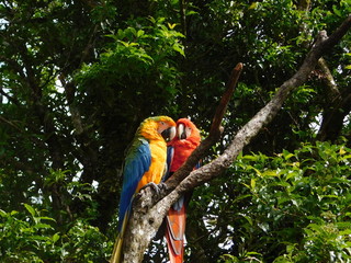 blue and yellow macaw
