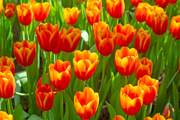 Spring blooming tulip flowrs blossom scene.