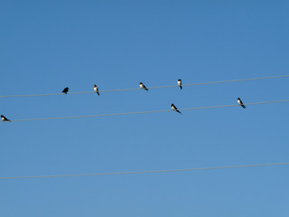  Photo of birds swallows sitting on wires against a clear blue sky. Natural background.