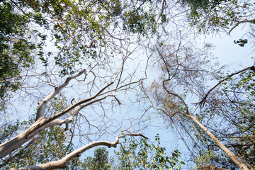 Low angle view of autumn season tropical tree with with dry leaves in forest.