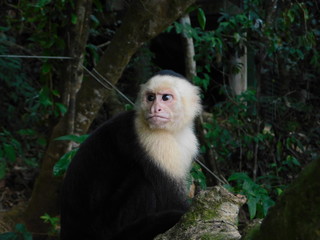 Capuchin monkey in costa rica