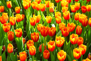 The beautiful and colorful tulip blooming in the park in spring