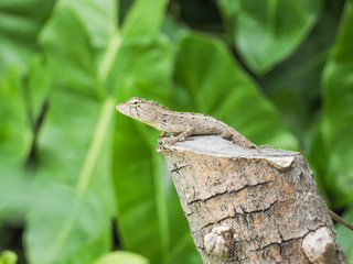 chameleon on stump