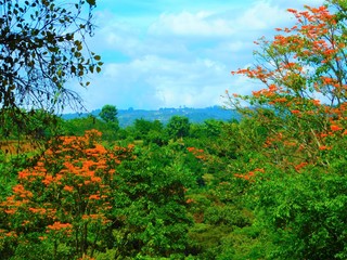 Naklejka premium Costa Rican jungle fire