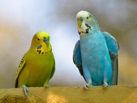 Two budgerigars (Melopsittacus undulatus) perched and seen from front