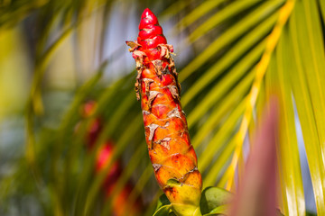 Close-up of a red costus (spiral root, spiral ginger, ornamental ginger) in front of a green palm tree