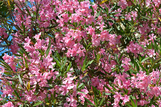 Pink oleander flowers (Nerium oleander) 
