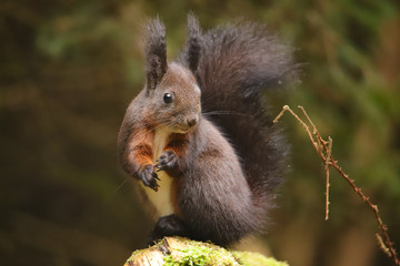 Eichhörnchen im Wald
