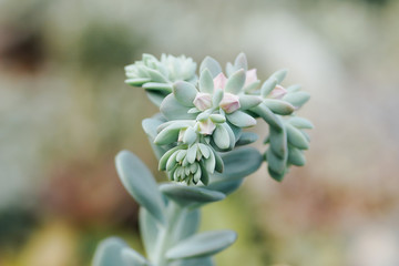 Fototapeta premium Echeveria derenbergii evergreen succulent with blooming flowers