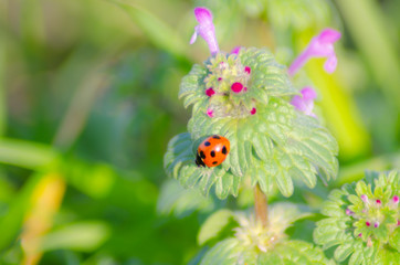 テントウムシとレンゲ草