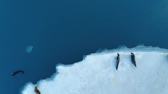 Flying over seals on a glacier ice sheet lagoon in Iceland