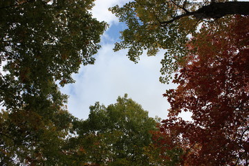 Tree tops from below