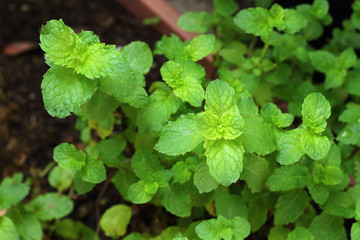 Peppermint is plant of nature.