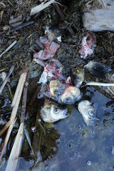 fish heads in the water