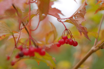 Red berries of viburnum Guelder rose or Kalina in autumn. Berries on a branch with leaves photo