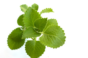 green leaves Borag indian isolated on white background