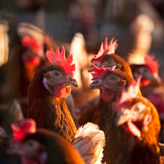 Éelvage de poule et poulet en plein air.